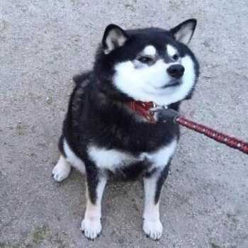 答应我不要吃土好吗？ 